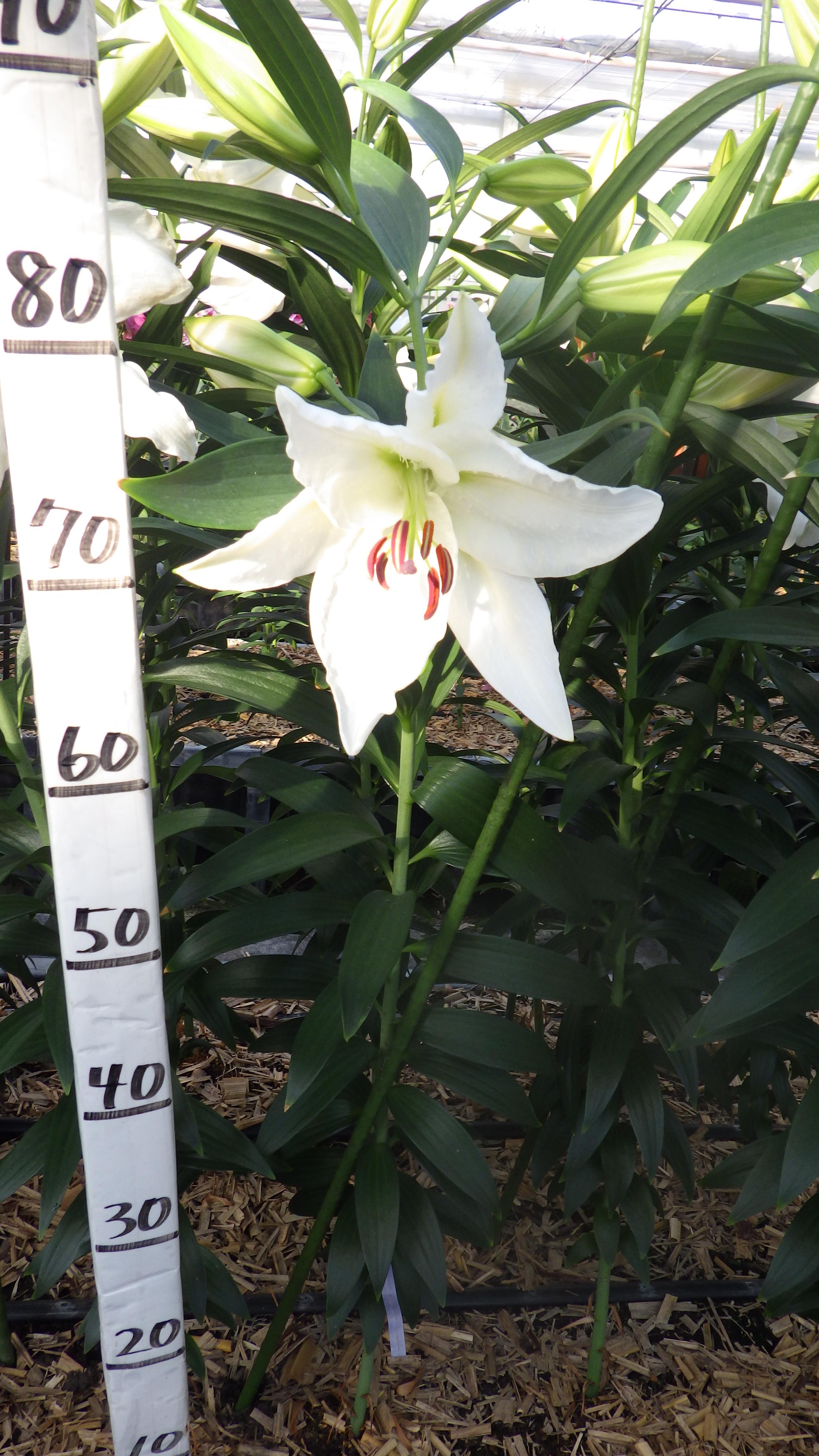 クリスタルブランカ